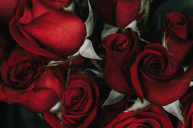 Roses, Love & Skincare: A Timeless Connection