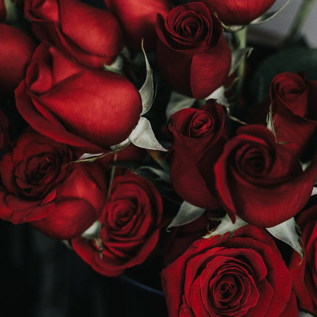 Roses, Love & Skincare: A Timeless Connection